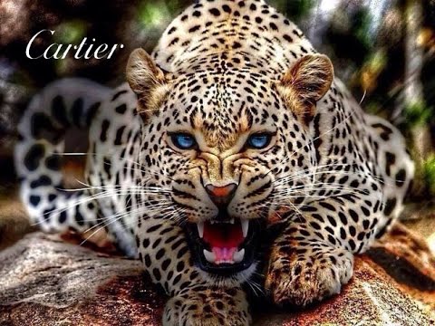 jaguar cartier
